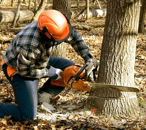 Tree Removal in Osborne, KS